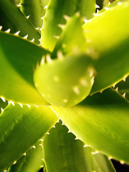 Hojas Florales Verdes Aloe Vera — Foto de Stock