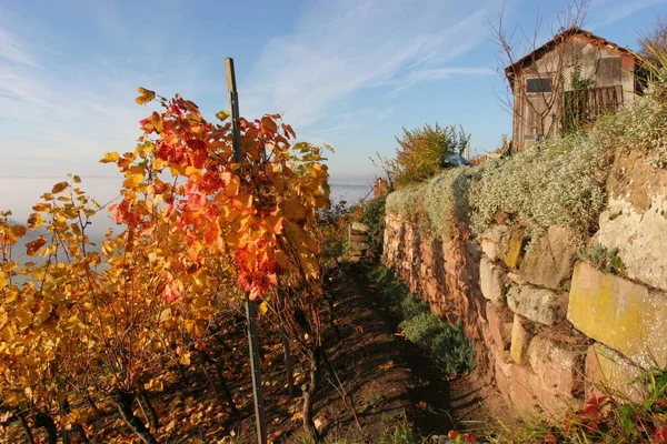 Agricoltura Vigneto Flora Folaige Campagna — Foto Stock