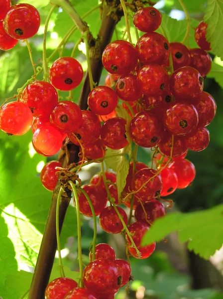 Bacche Ribes Rosso Frutti Acidi — Foto Stock