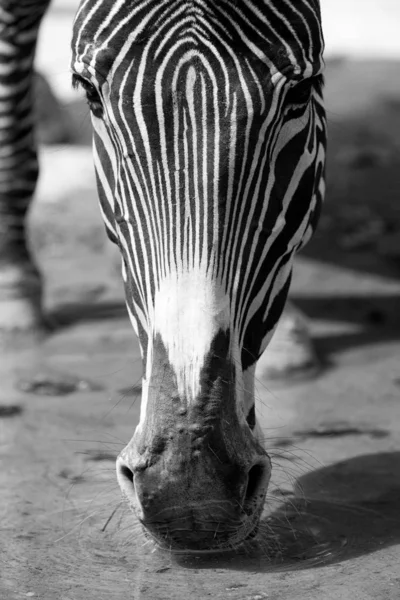 Czarno Białe Paski Zebra Zwierzę Ssak — Zdjęcie stockowe