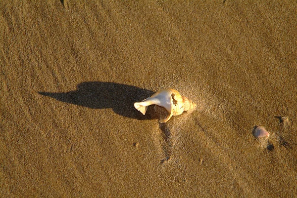 Deniz Kabukları Deniz Kabuğu — Stok fotoğraf