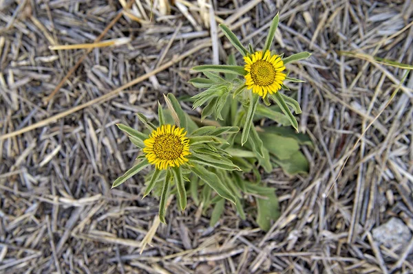 Schöne Blumen Blumiges Konzept Hintergrund — Stockfoto