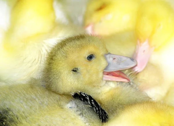 鳥を見るショット 野生の自然でアヒル — ストック写真