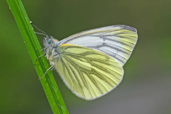 Close Van Een Insect Wilde Natuur — Stockfoto