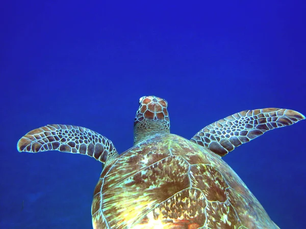 Tropical Turtle Animal Nature Fauna — Stock Photo, Image