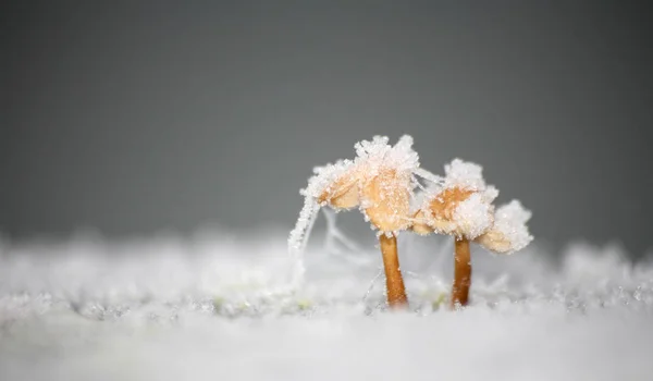 Mini Mushrooms Snow — Stock Photo, Image