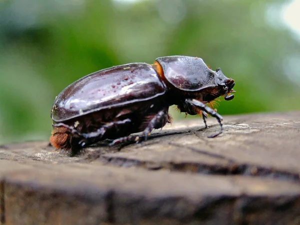 小粪甲虫的特写镜头 — 图库照片