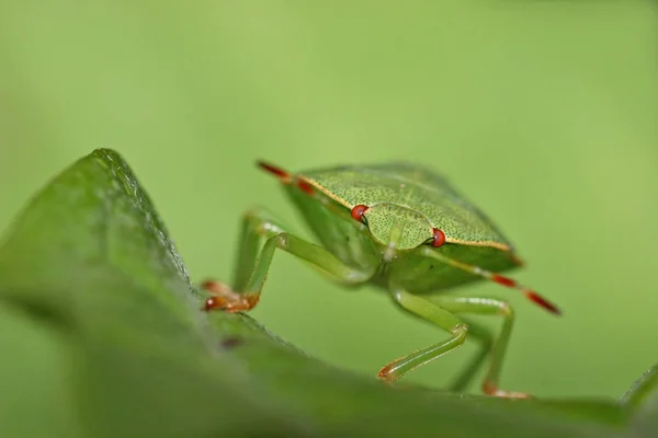 Close Van Een Insect Wilde Natuur — Stockfoto