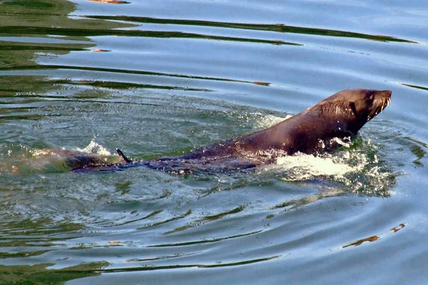 異なる動物に焦点を当て — ストック写真