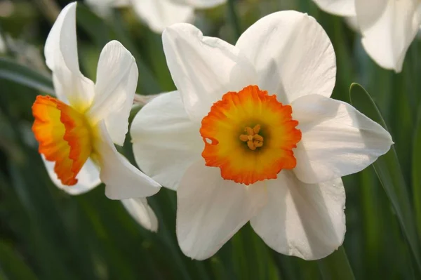 Narciso Flores Flores Pétalas Flor — Fotografia de Stock