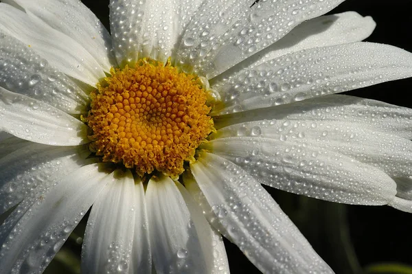 Живописный Вид Красивые Цветы Маргариты — стоковое фото