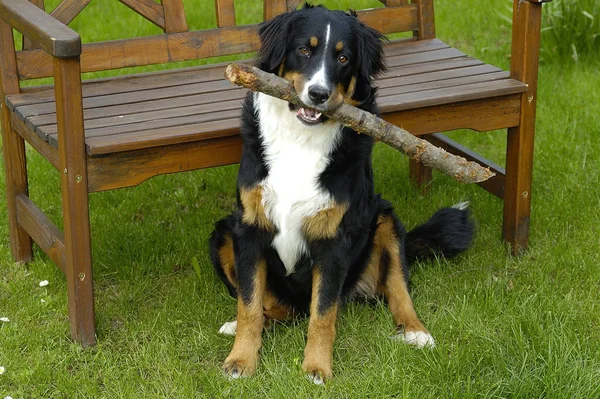 Porträt Des Süßen Sennenhundes — Stockfoto