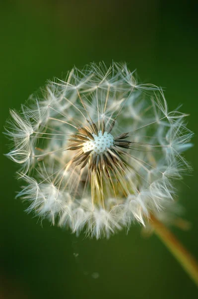 Mooi Botanisch Schot Natuurlijk Behang — Stockfoto