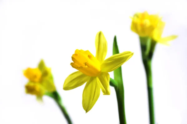 Beautiful Spring Flower Daffodil Narcissus — Stock Photo, Image