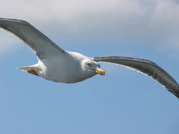 Vista Panorámica Hermoso Pájaro Lindo Gaviota —  Fotos de Stock