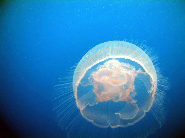 Aquatic Jellyfish Sea Underwater Sea Life Creature — Stock Photo, Image