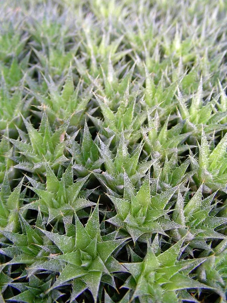Terocohnia Brevifolia Действительно Относится Семейству Сосновых Яблок Nsucculents Latin — стоковое фото