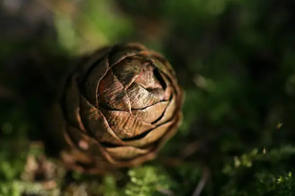 針葉樹 松の木のコーン — ストック写真