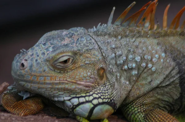 Großaufnahme Von Tier Zoo — Stockfoto