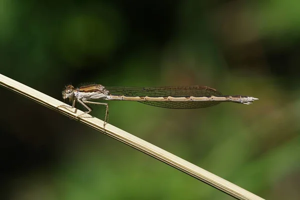 Insetto Libellula Piccolo Insetto Con Ali Natura — Foto Stock