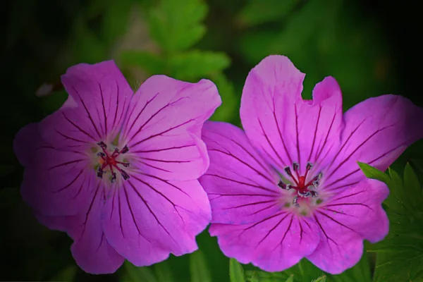 Nice User Helped Stork Tail Wipkedia — Stockfoto