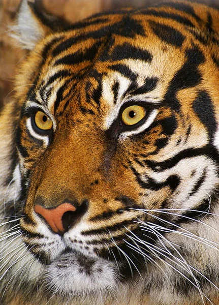 Ragadozó Vadmacska Csíkos Tigris Állat — Stock Fotó