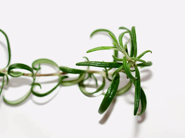 Grön Rosmarin Växtbaserade Växter — Stockfoto