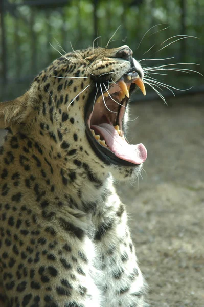 Leopard Raubtier Raubkatze — Stockfoto
