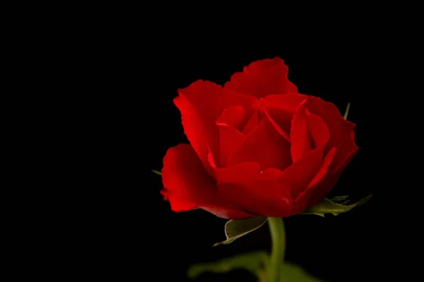 Vermelho Rosa Flor Pétalas Flora — Fotografia de Stock