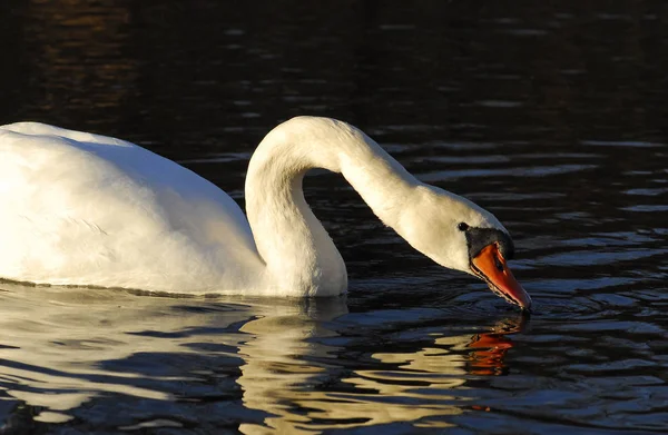 Aussichtsreiche Aussicht Auf Schöne Vögel Der Natur — Stockfoto