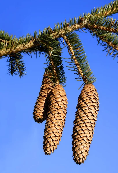 나무속 Spruce Picea Pinaceae 속하는 침엽수 Coniferous Trees 속이다 지역에서 — 스톡 사진