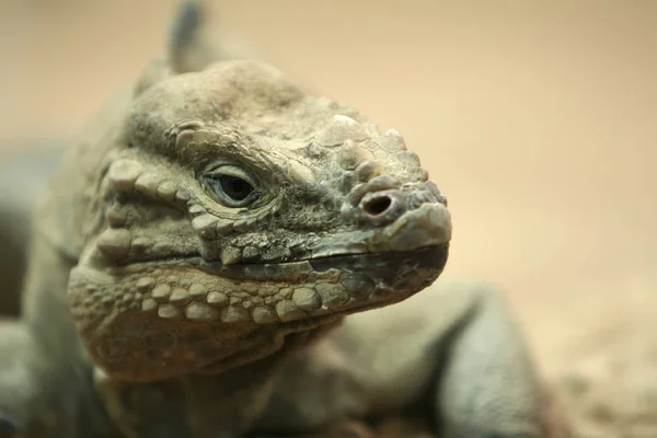 Fauna Selvatica Animale Lucertola Animale Iguana Rettile — Foto Stock