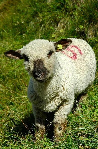 Tylko Mała Owieczka Została Sama Wyglądała Serdeczną Ciekawą Okazję — Zdjęcie stockowe