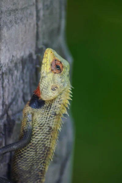 Zblízka Ještěrka Biotopu Koncept Divokosti — Stock fotografie