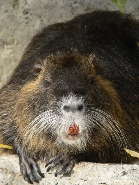 Nutria Zwierzę Przyrodzie Myocastor Coypus — Zdjęcie stockowe