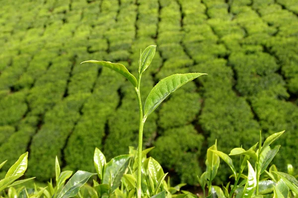 Çay Tarlasından Önce Çay Çalıları — Stok fotoğraf