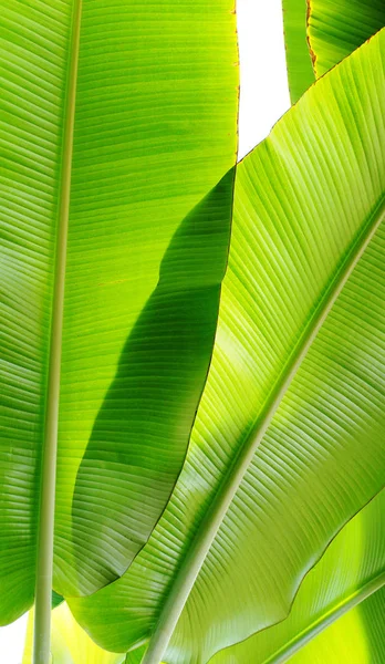 Leaves Banana Plant — Stock Photo, Image