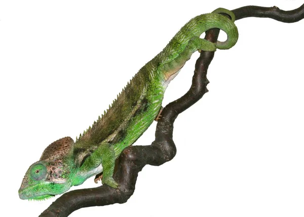 Animal Camaleón Reptil Lagarto Tropical —  Fotos de Stock