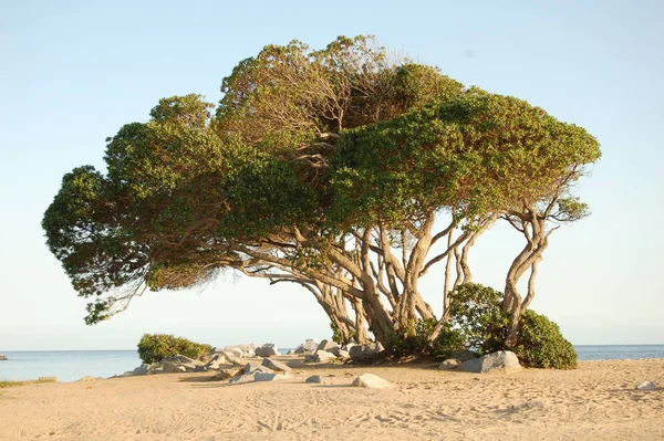 Schöne Tropische Strandlandschaft — Stockfoto