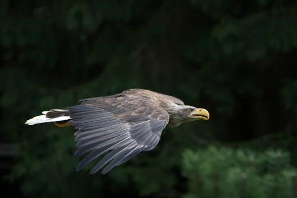 自然の中で雄大な黄金の鷲の風景 — ストック写真