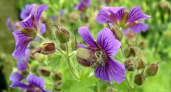 Mooi Botanisch Schot Natuurlijk Behang — Stockfoto