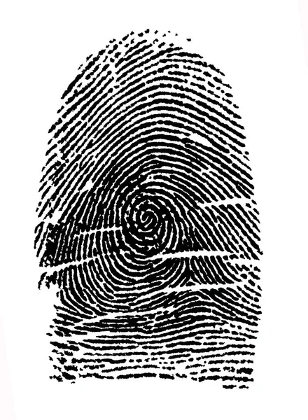 Every Fingerprint Individual Unchangeable Even Embryo Womb All Lines Minutiae — Stock Photo, Image