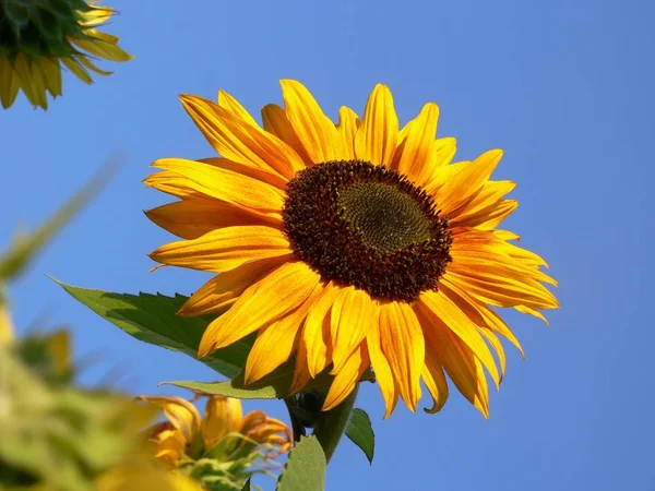 Tournesol Vue Rapprochée — Photo