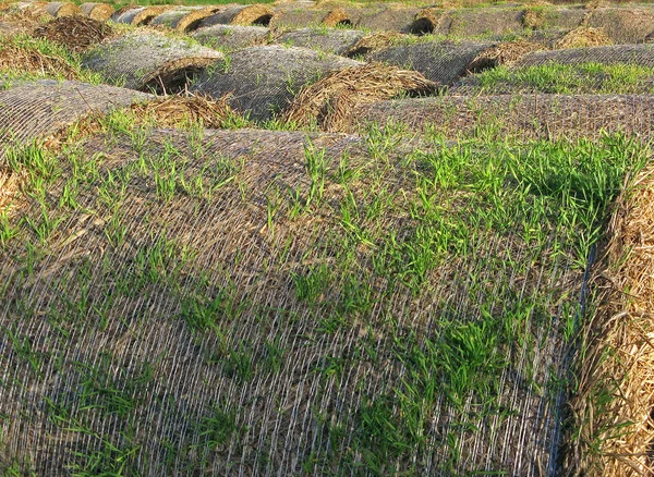 Campo Rural Terreno Agrícola — Foto de Stock