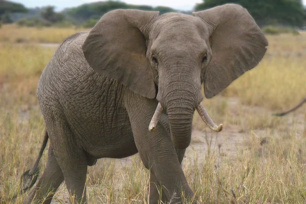 Éléphant Animal Faune Mammifère — Photo