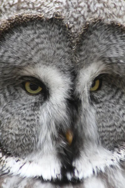 Close White Owl — Stock Photo, Image