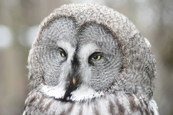 Portret Van Een Grote Uil Winter — Stockfoto