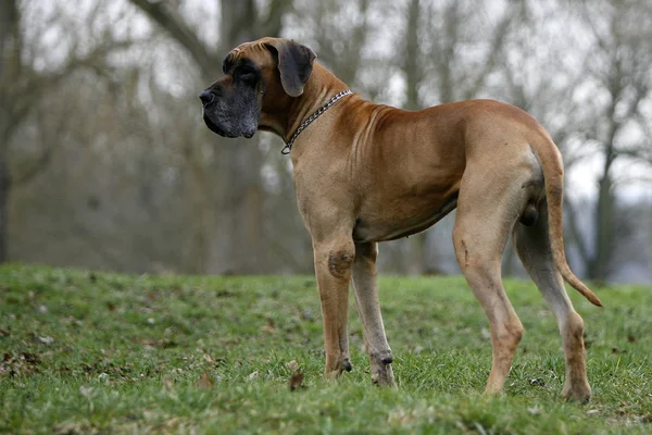 Portret Van Een Schattige Hond — Stockfoto