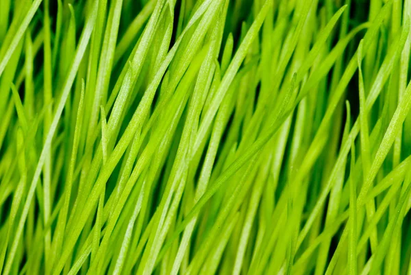 Зеленая Трава — стоковое фото