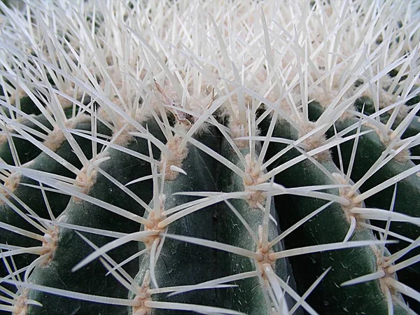 Kaktus Tropisk Växt Flora — Stockfoto